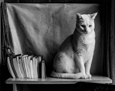 A black-and-white photograph of a cat sitting beside books