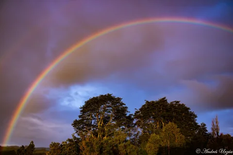 A rainbow above green trees beneath a cloudy sky